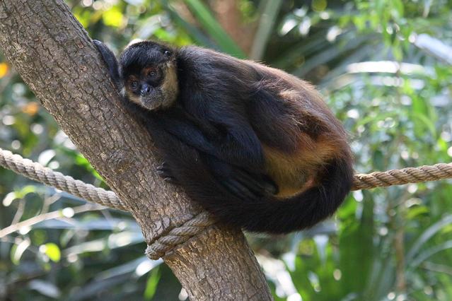 Belize Zoo